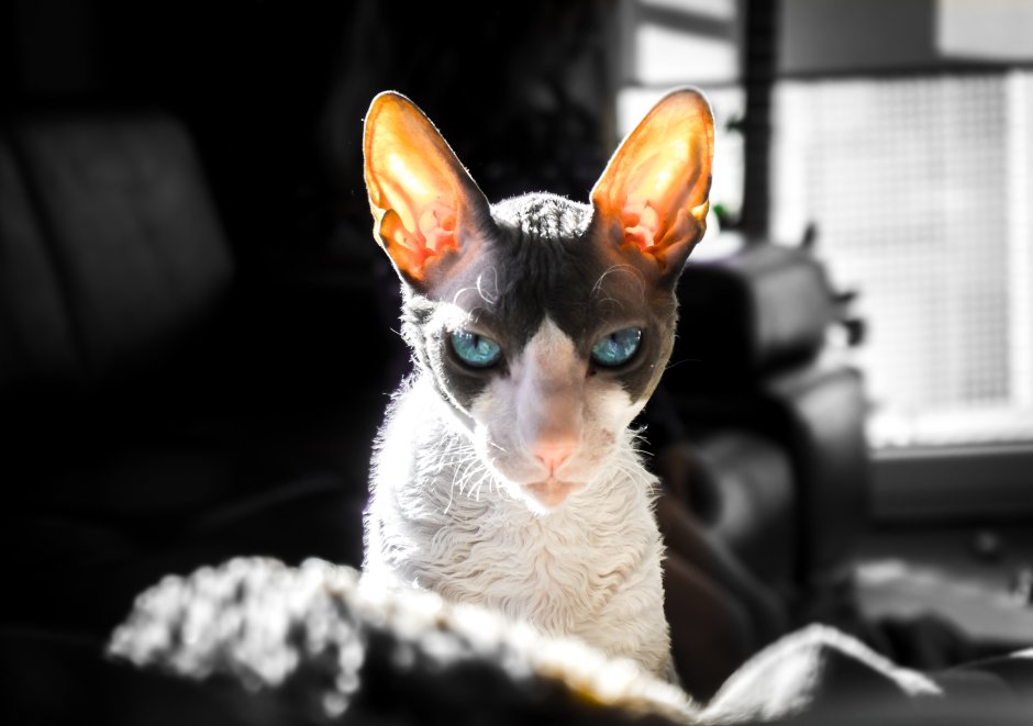 Корниш рекс