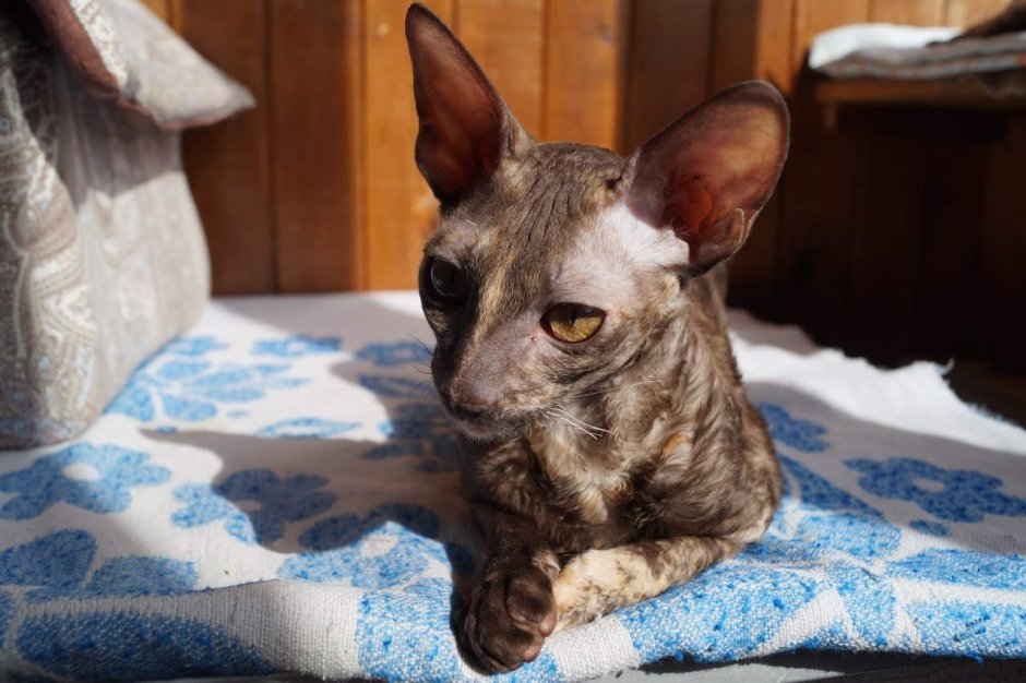 Новорождённые котята Корниш рекс