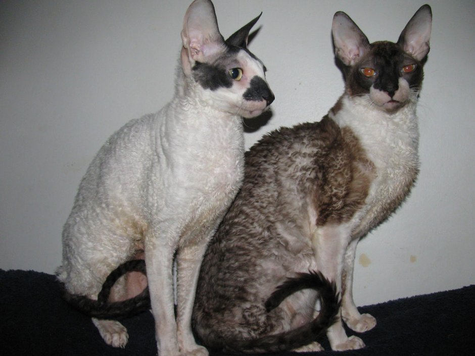 Корниш рекс кошка