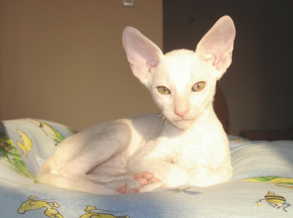 Корниш рекс рыжий