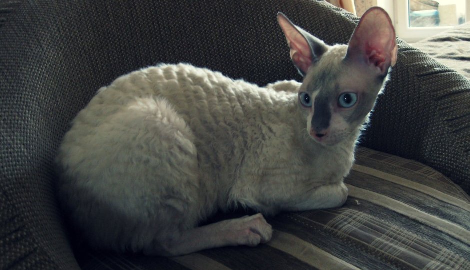 Коты Корниш рекс Роял