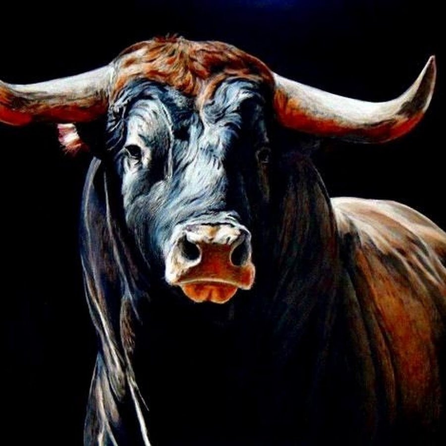 Красивый бык