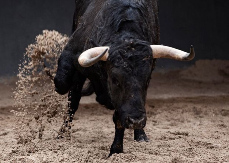 Упрямый бык