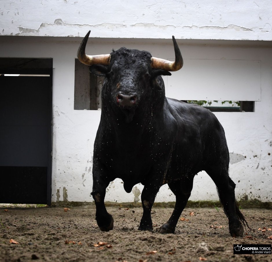 Черный бык