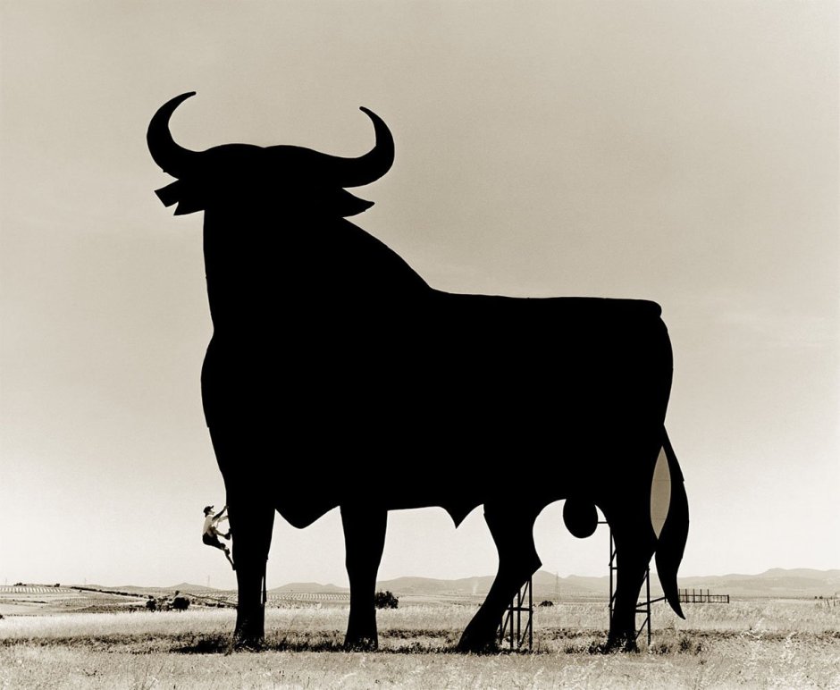 Бык черный Королевский