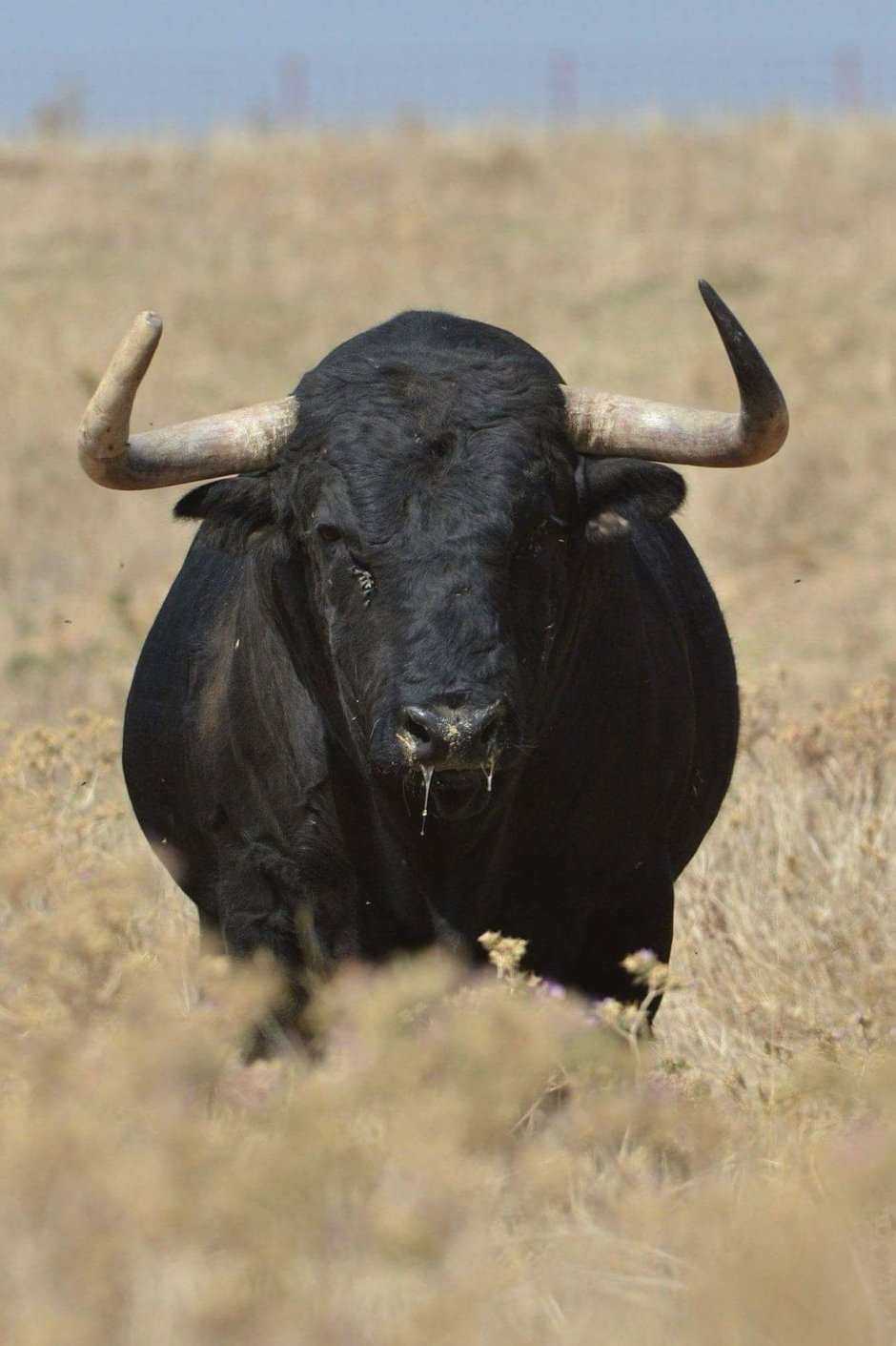 Крупные рогатые животные