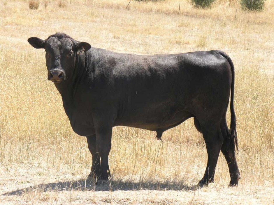 Бык "Абердин-Ангус"