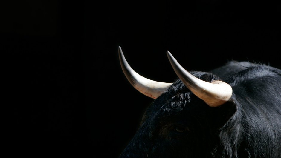 Бык на черном фоне