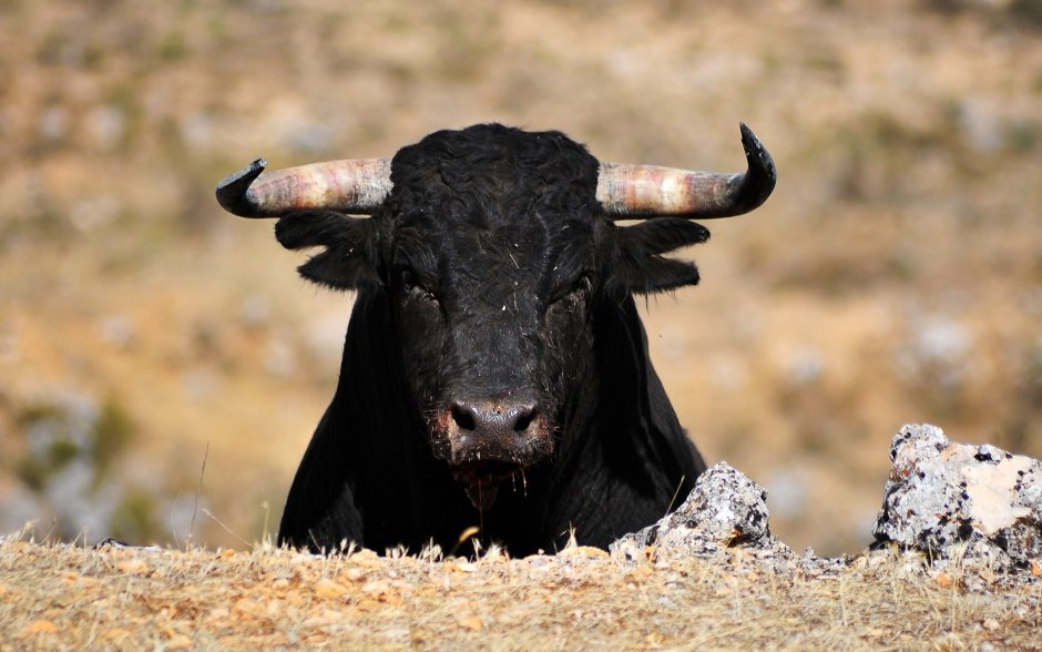 Черный злой бык