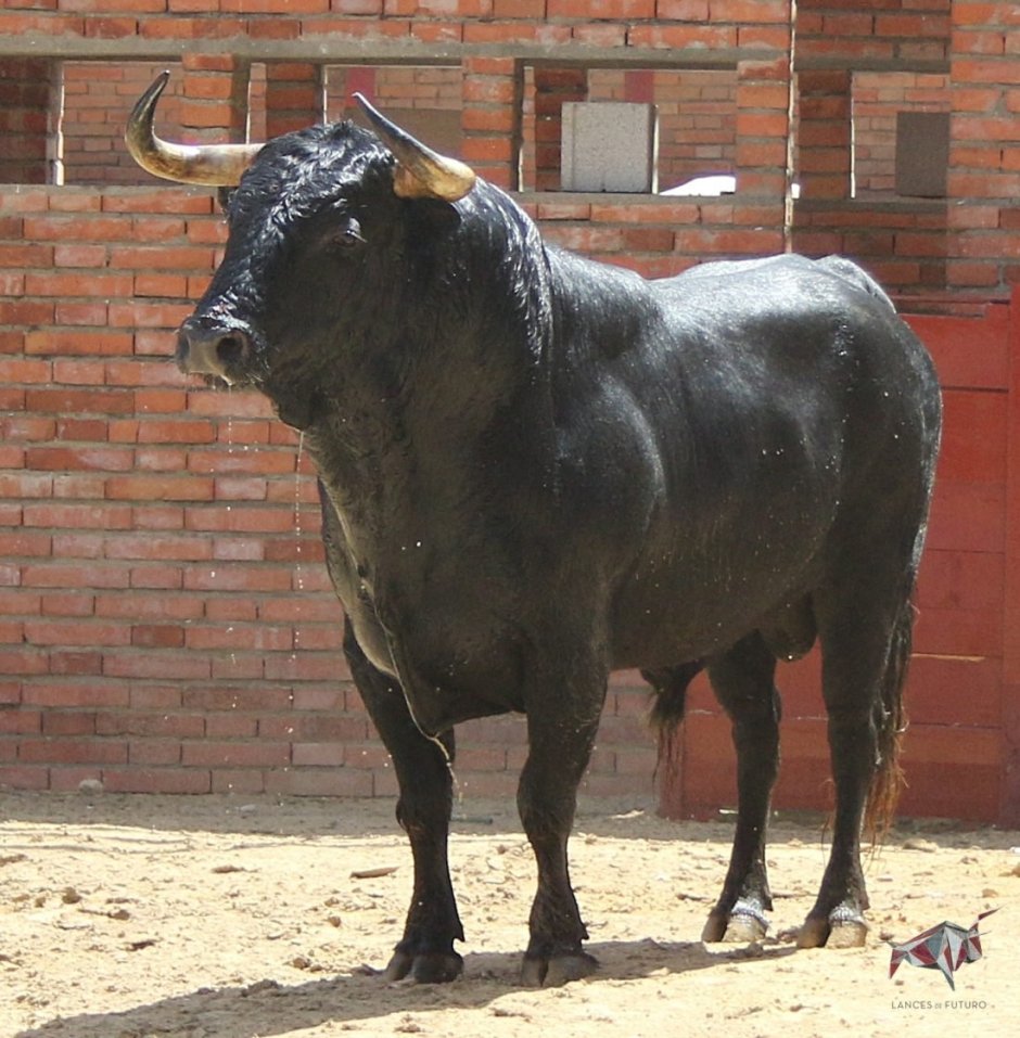 Итальянский бык