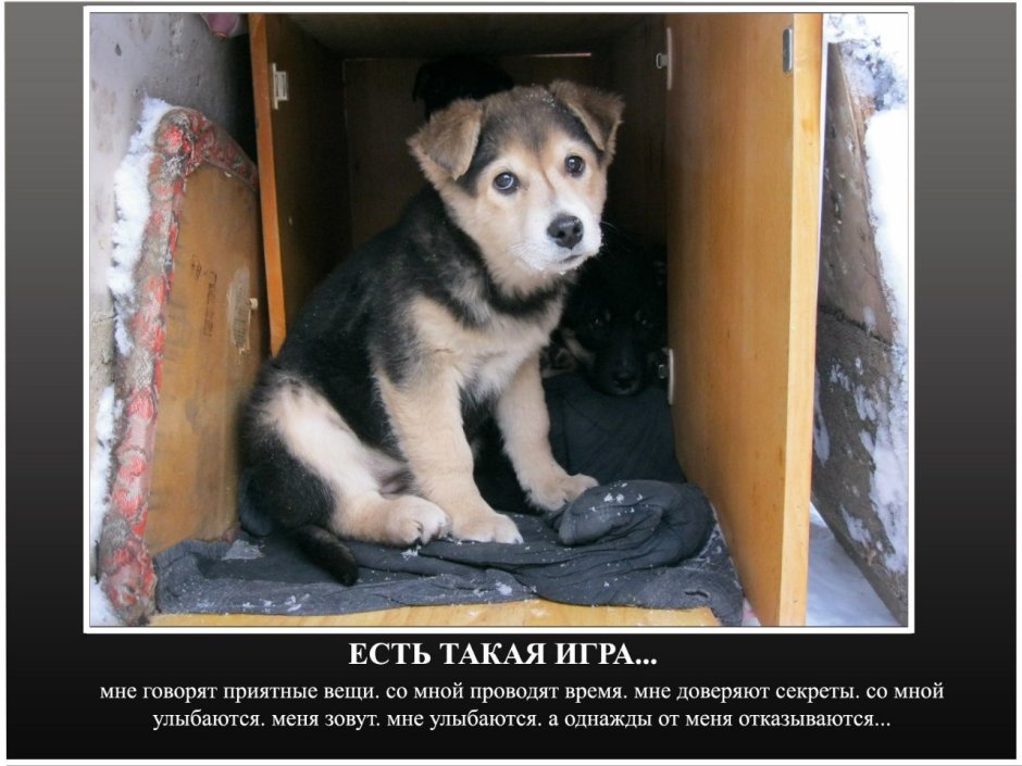 Королевский двортерьер