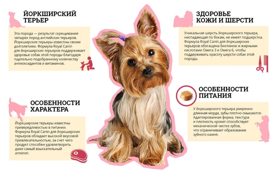 Собака на однотонном фоне