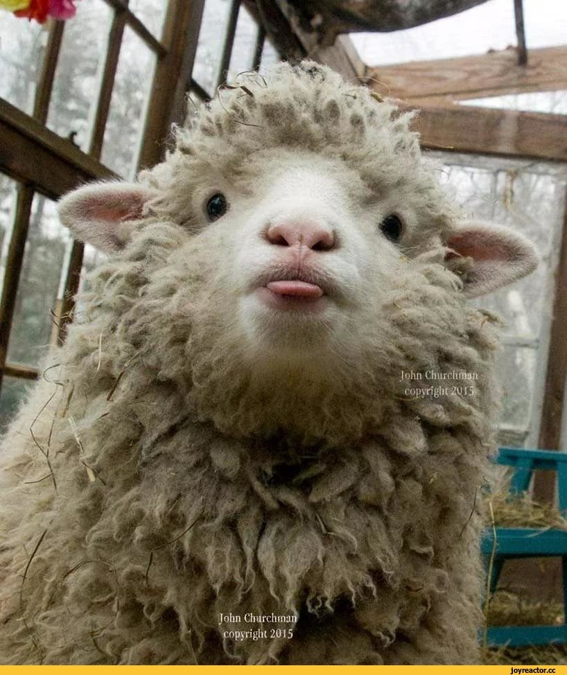 Милая Овечка