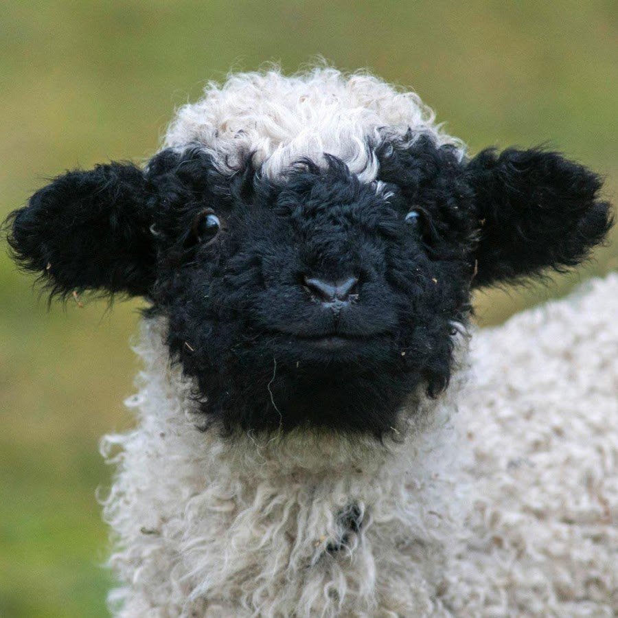 Смешной баран