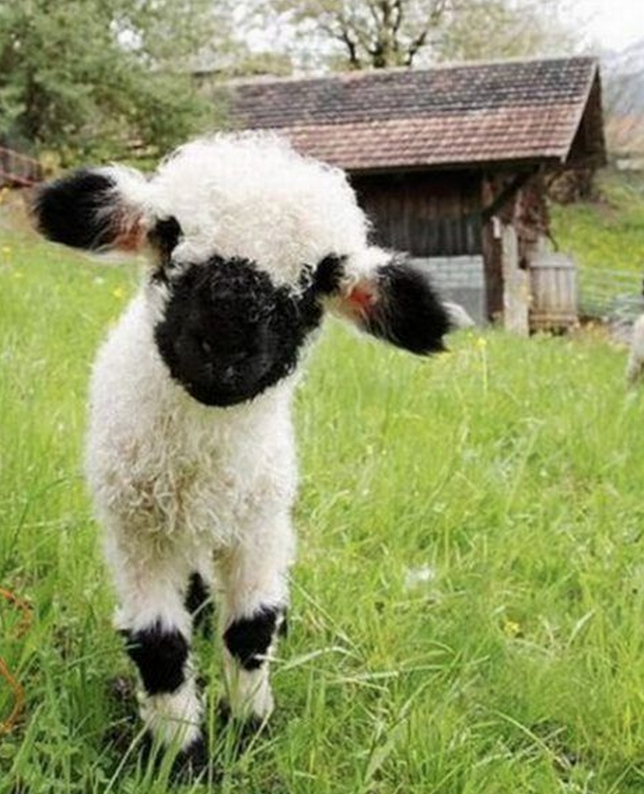 Милые овечки