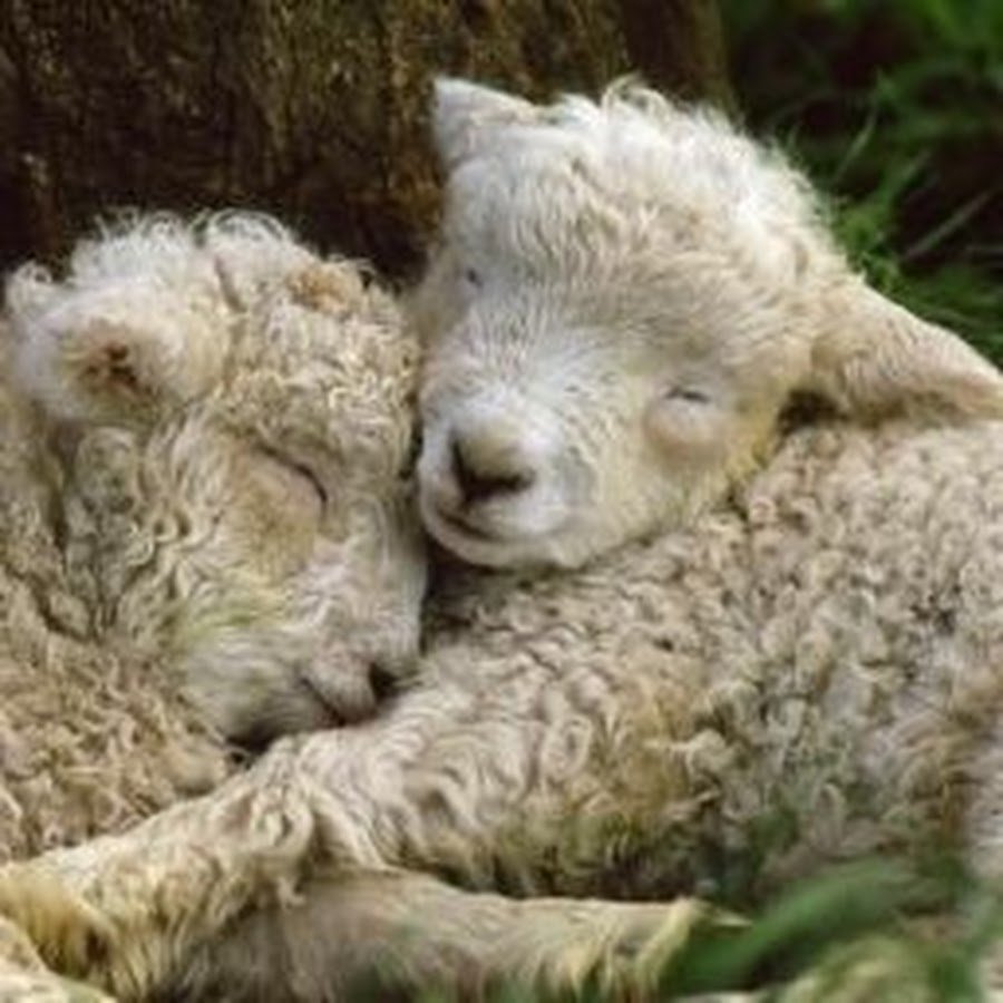 Овечка из Ализе Пуффи