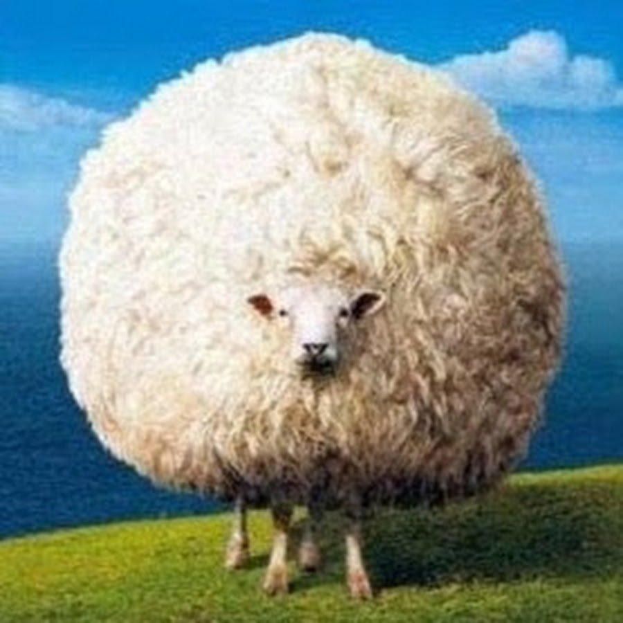 Круторогий баран