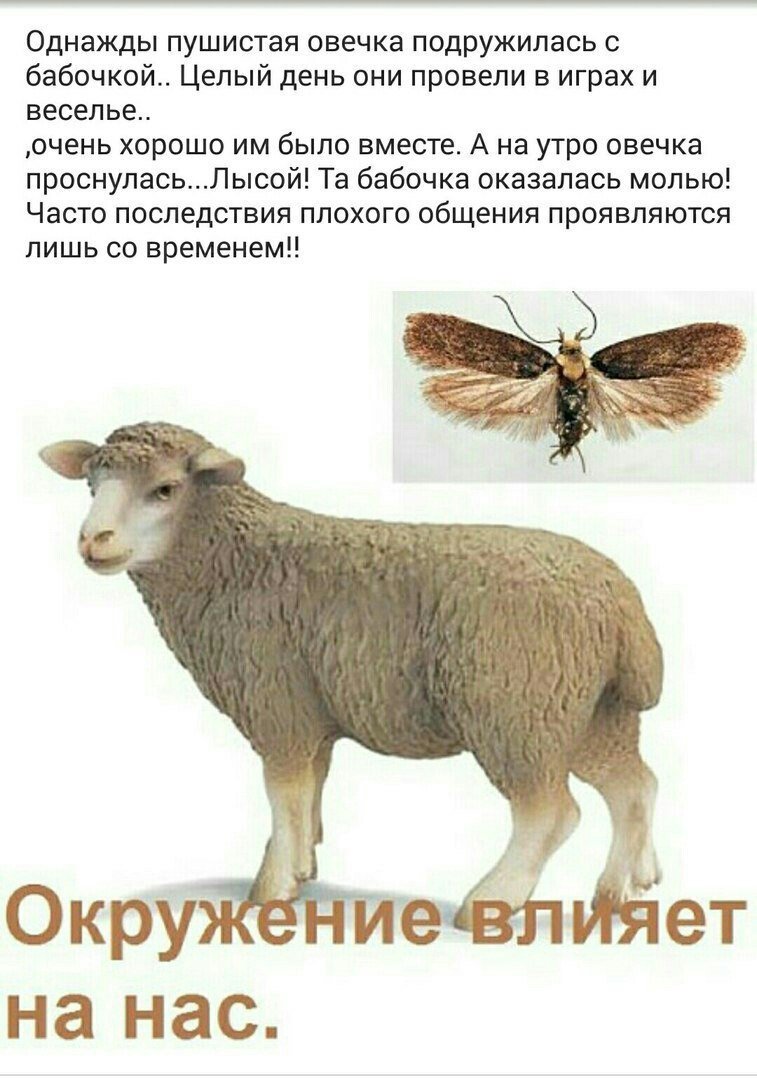 Заросший пудель