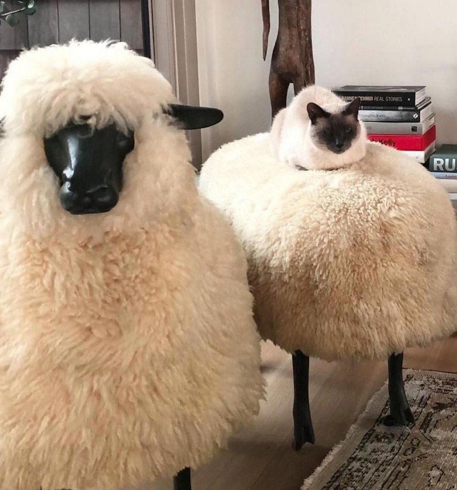 Милый барашек