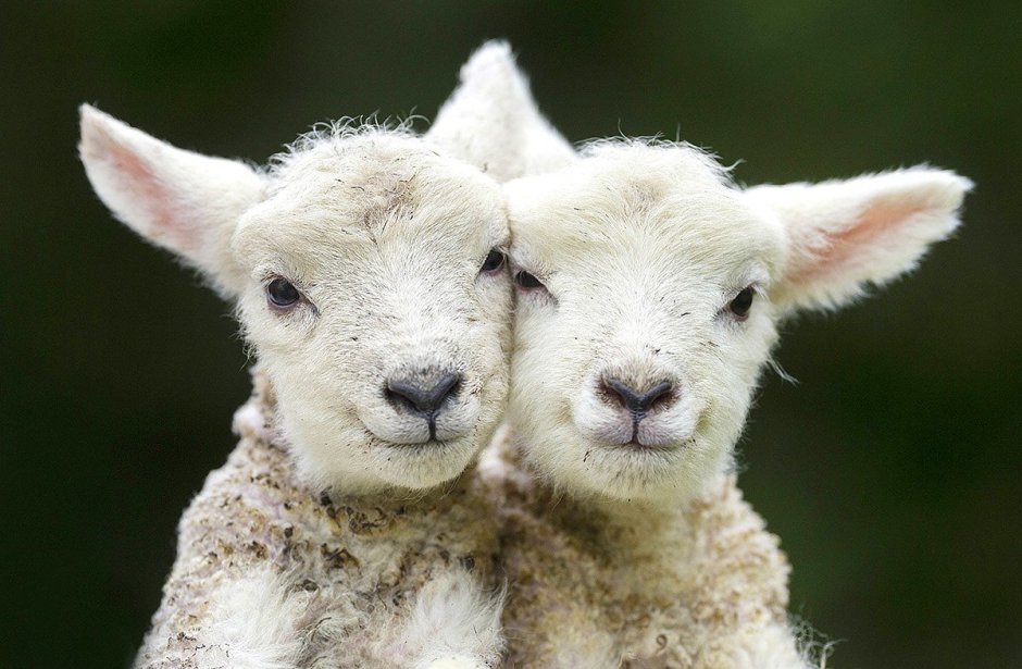 Баран пушистый