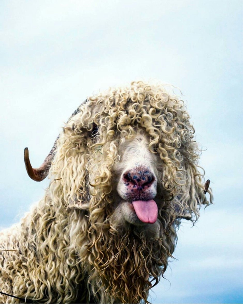 Ягненок с мамой