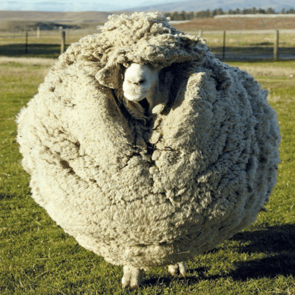 Овца-меринос Крис Канберра