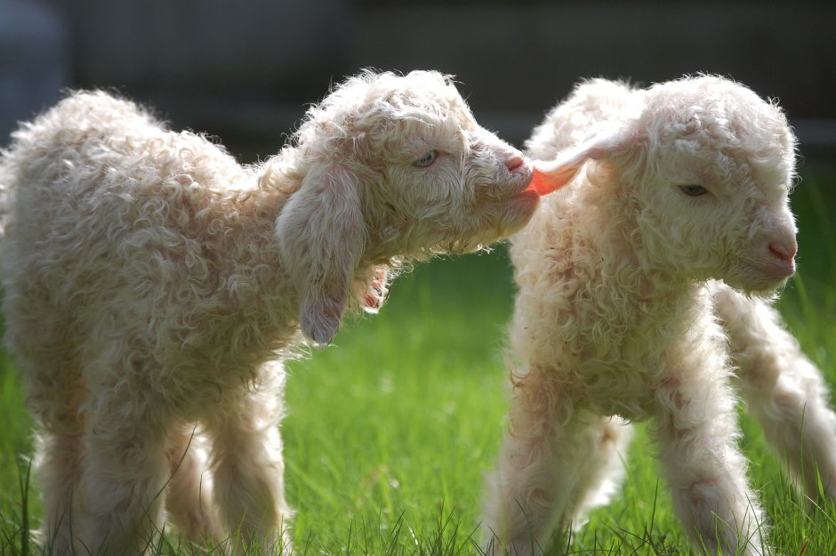 Овца из мультфильма