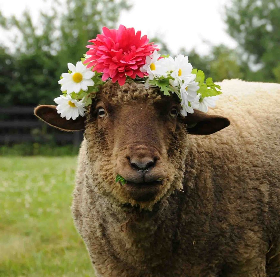 Valais Blacknose Sheep