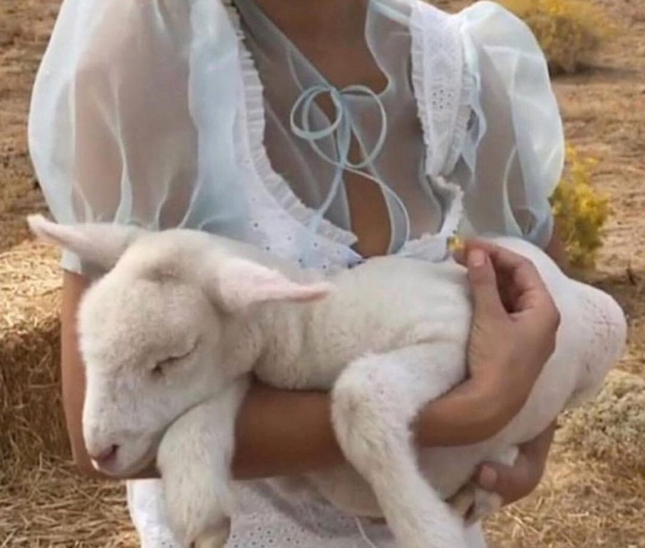 Овца смешная