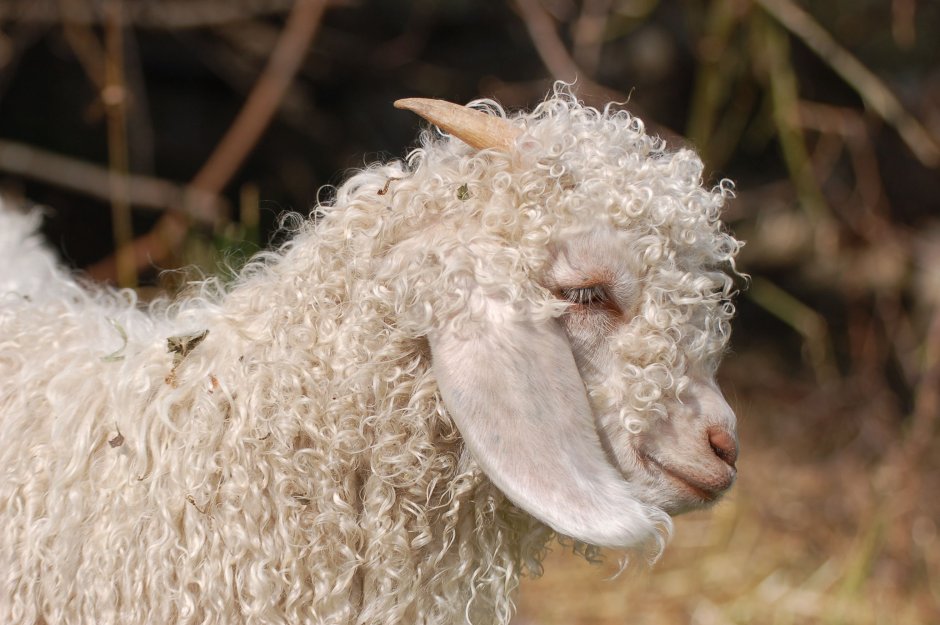Шевиот порода овец