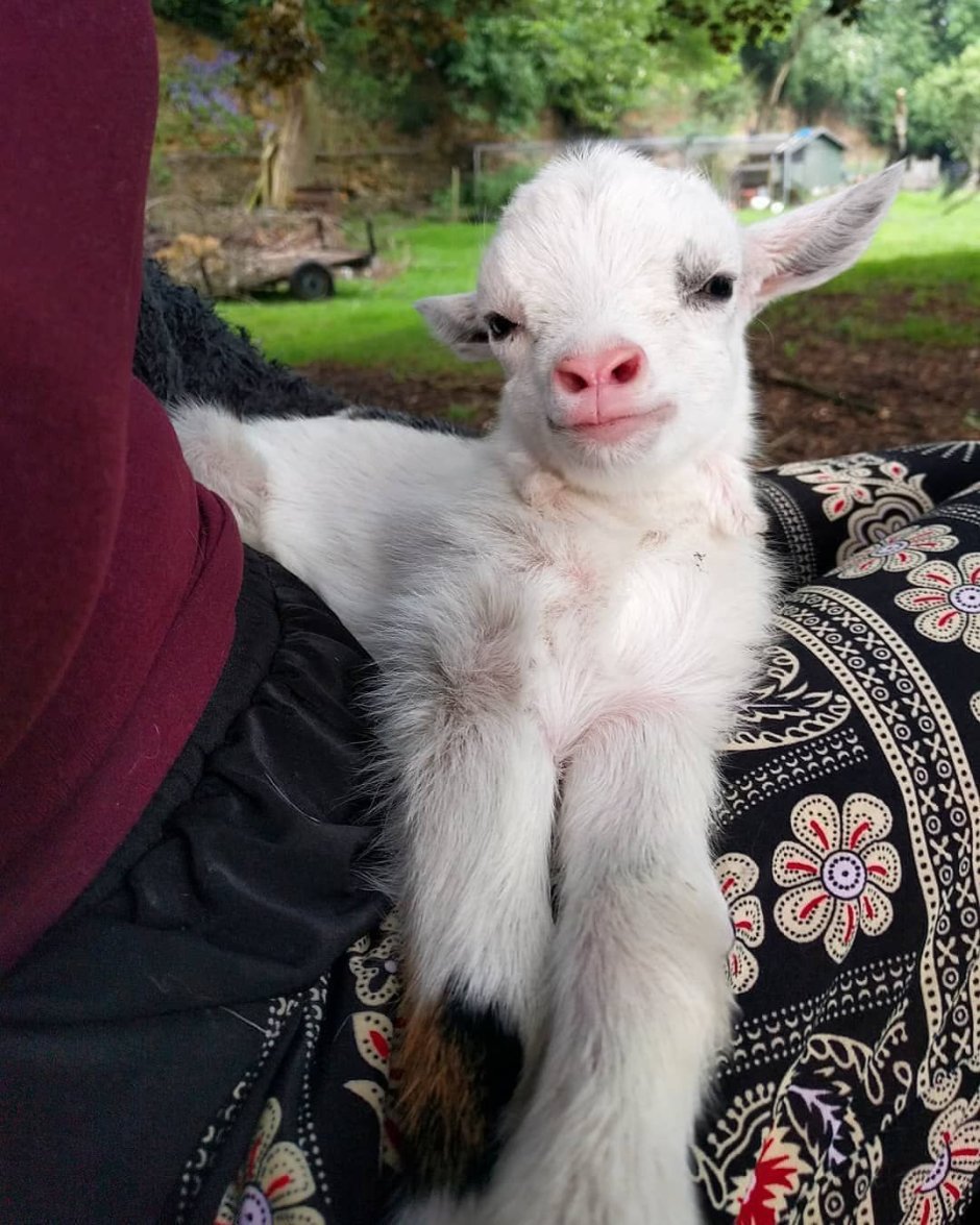 Овца в овечьей шкуре