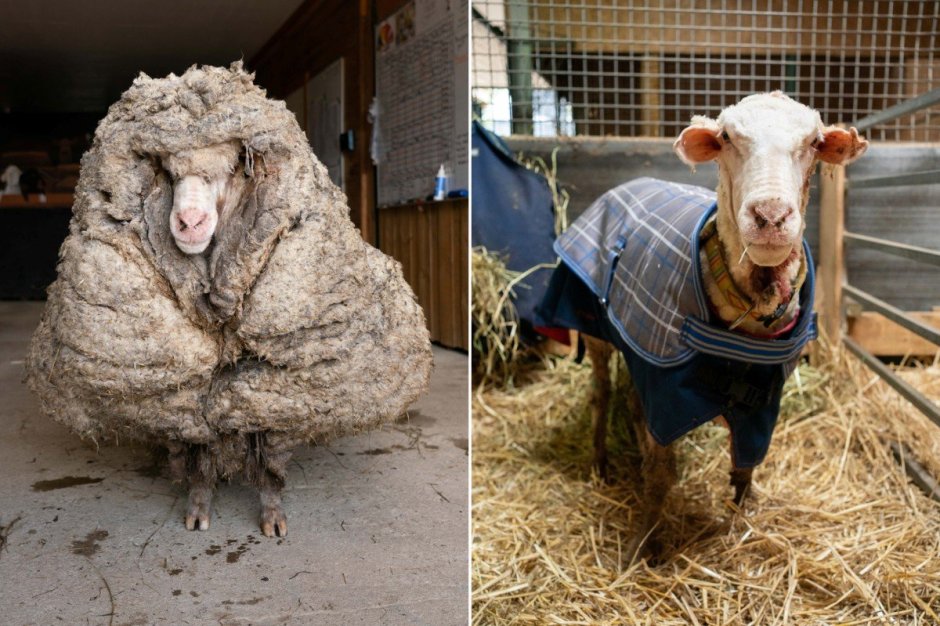 Кашмирская пуховая коза