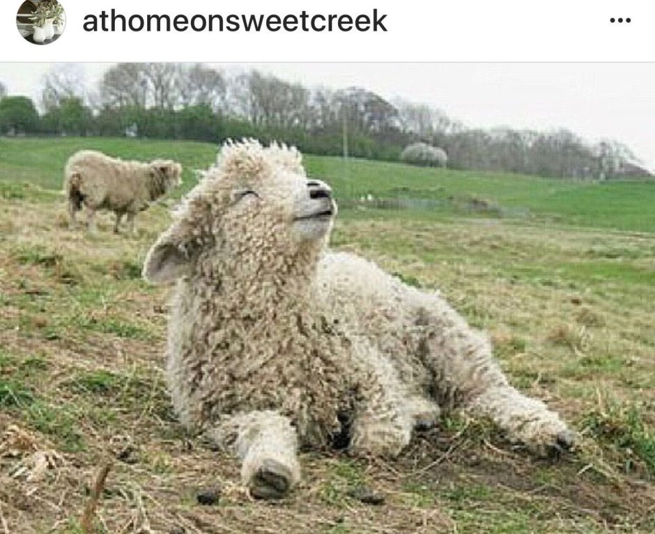 Глаза альпаки