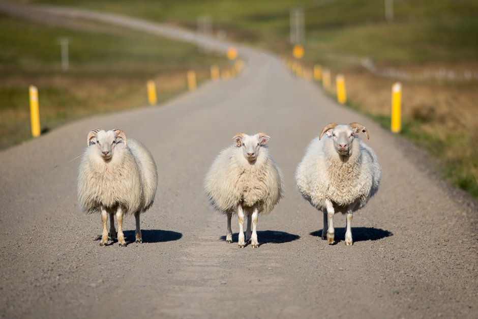 Смешной барашек