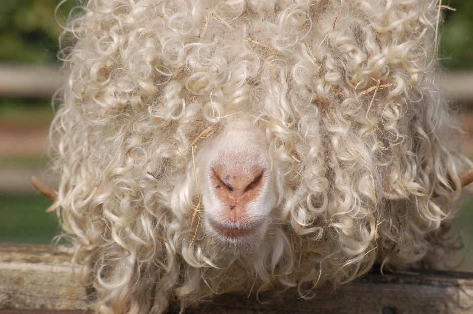 Маленькие пушистые овечки