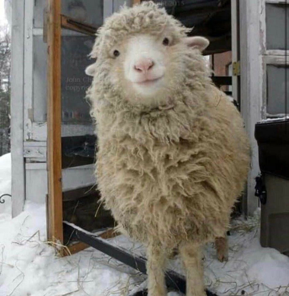 Пушистая Овечка