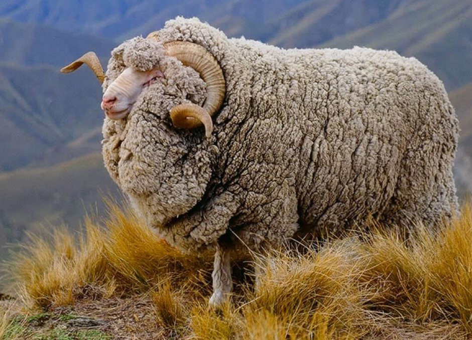 Ангорская коза