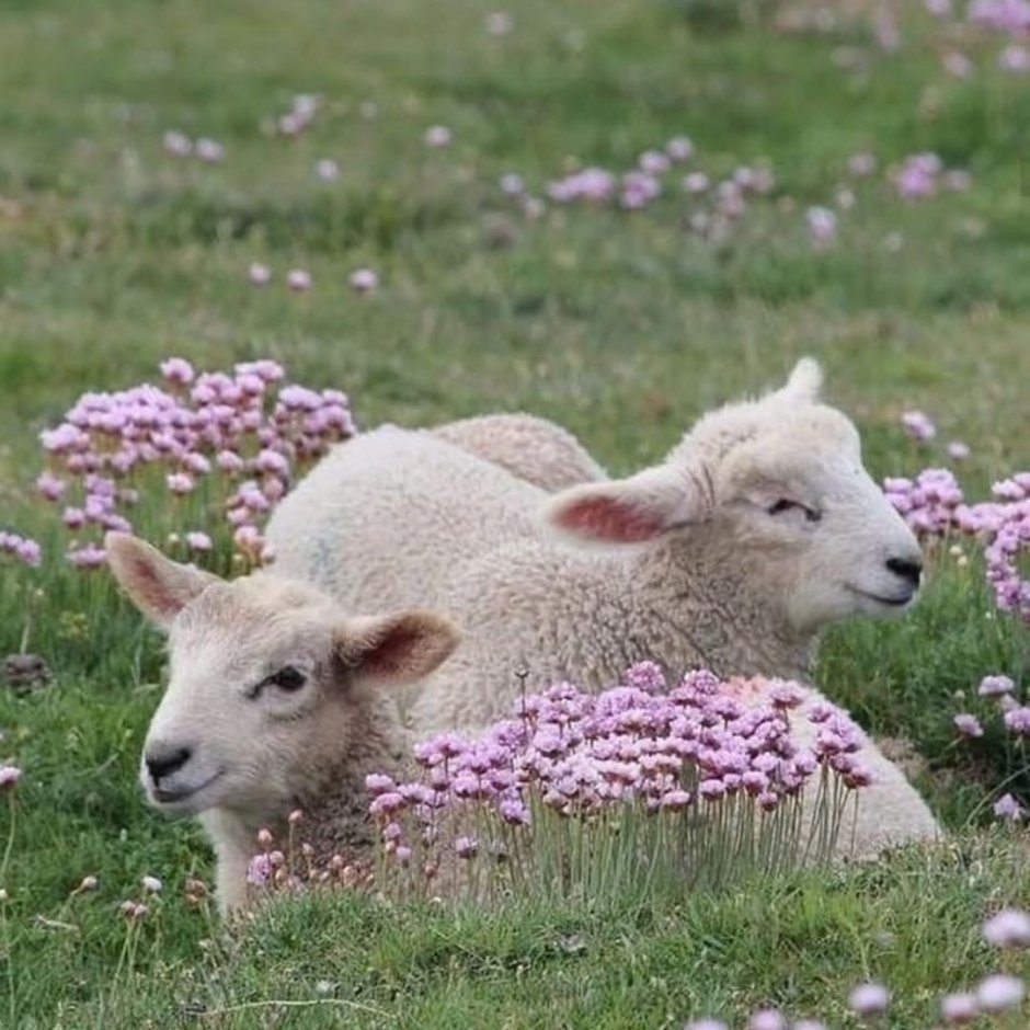 С овцы состригли 35 кг шерсти