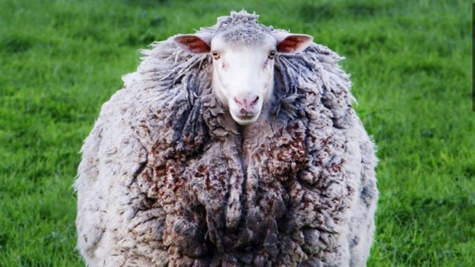 Потерявшаяся овца заросшая