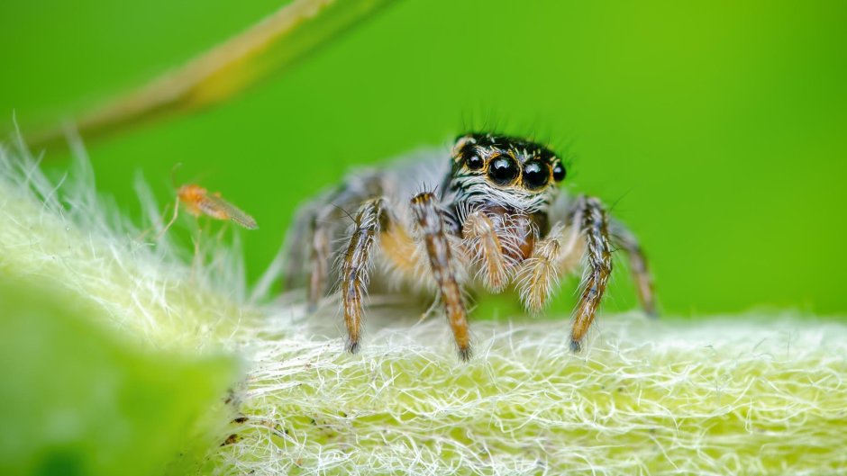 Maratus personatus паук