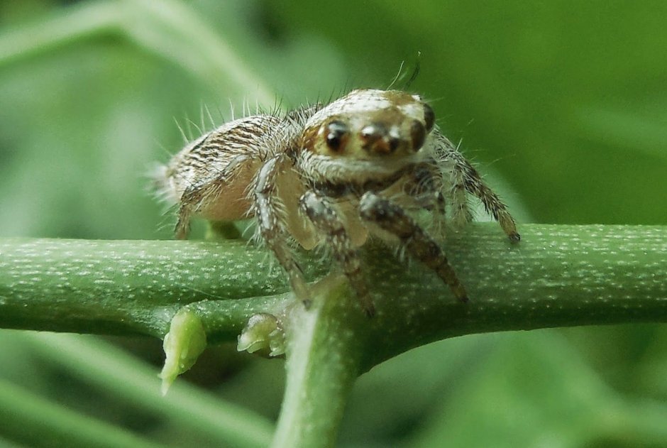 Patu Digua паук