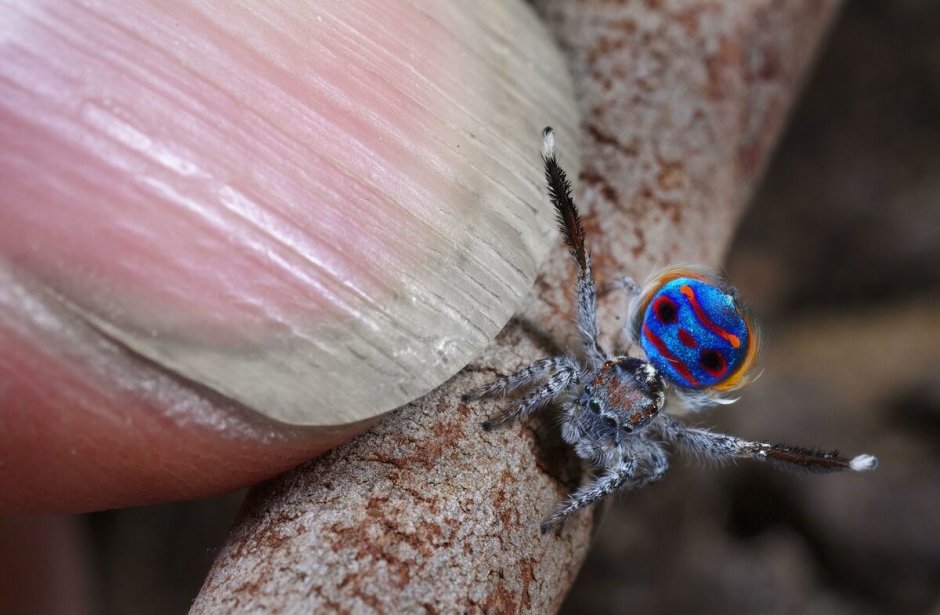 Паук-Павлин (Maratus volans)