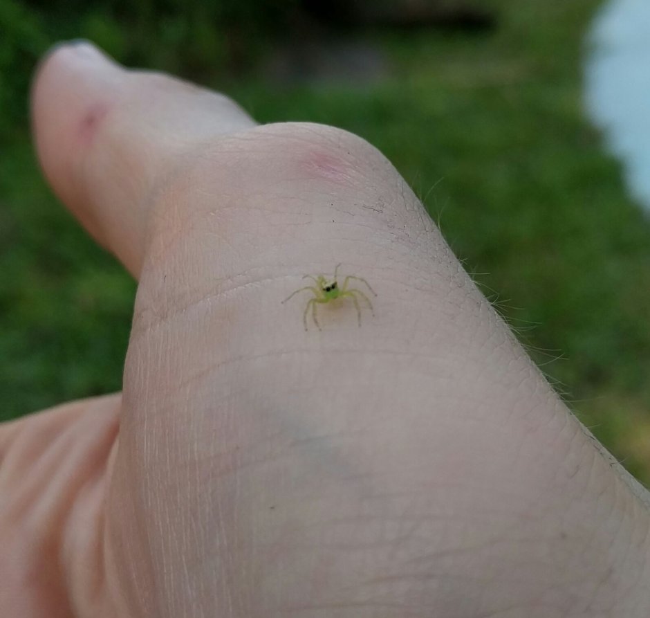 Паук Zoropsis spinimana