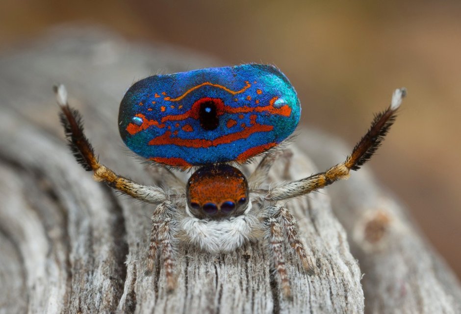 Maratus Nemo