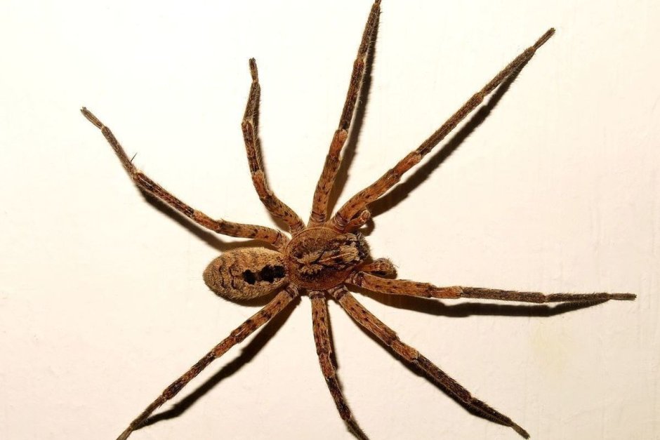Паук Theridion frondeum