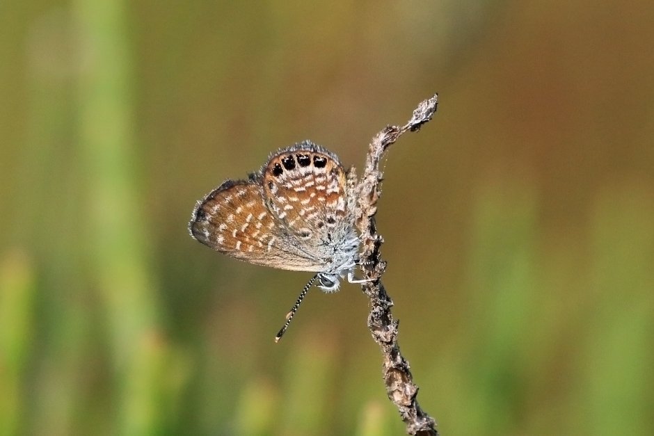 Паук Maratus volans