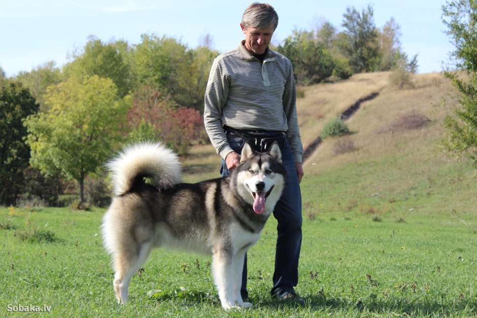 Маламут Аляскинский гигант