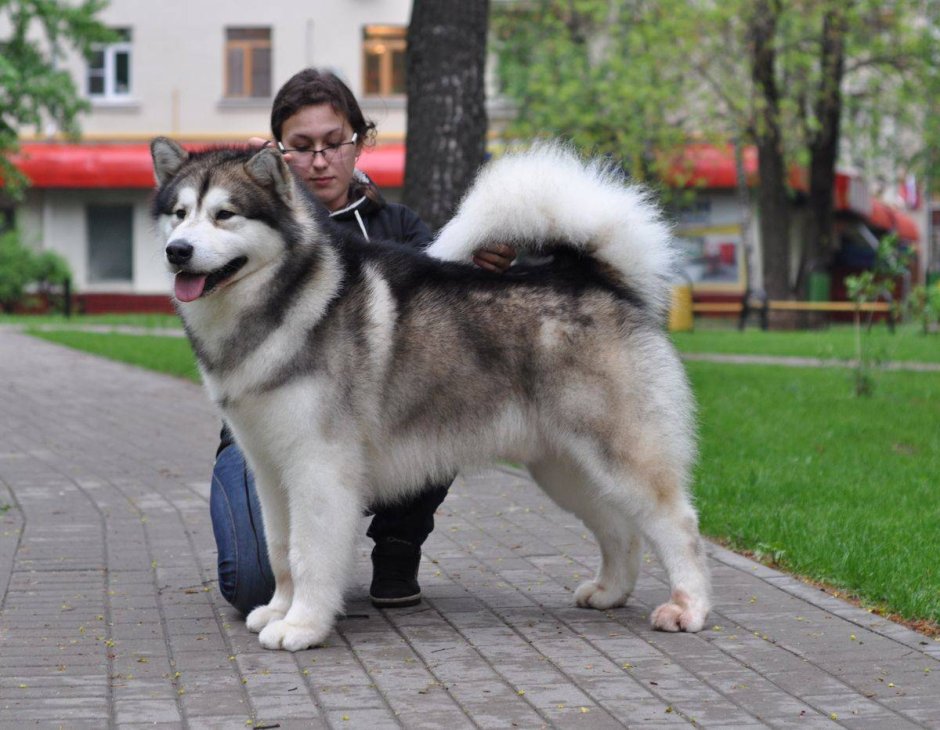 Маламут тибетский