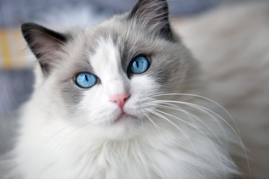 Сиамская кошка Рэгдолл