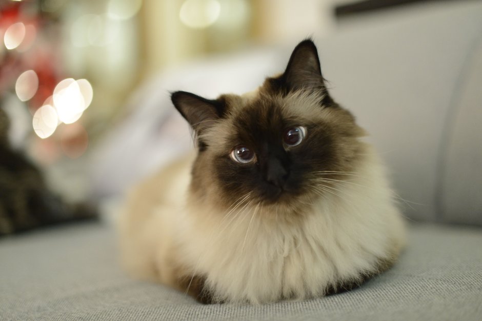 Котята породы Рэгдолл
